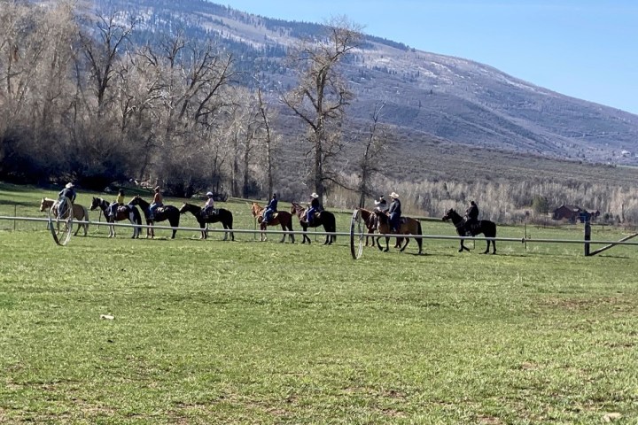 a herd of cattle standing on top of a grass covered field