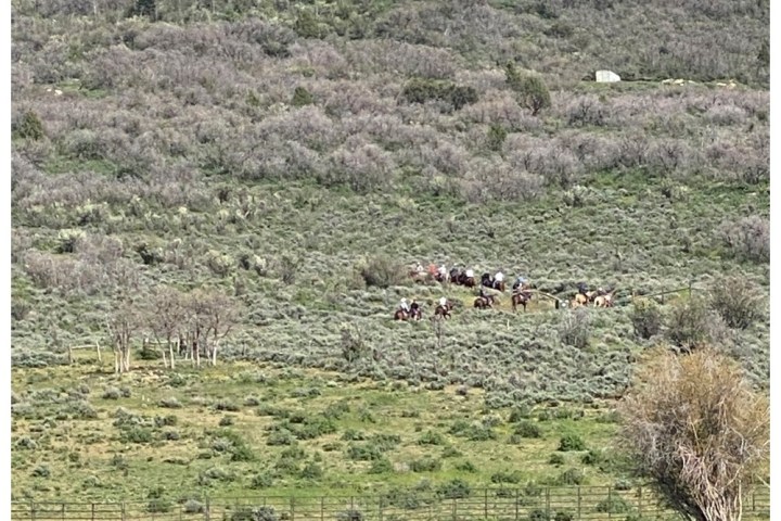 a horse in a field near a fence