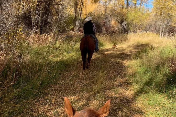 a brown horse standing next to a tree