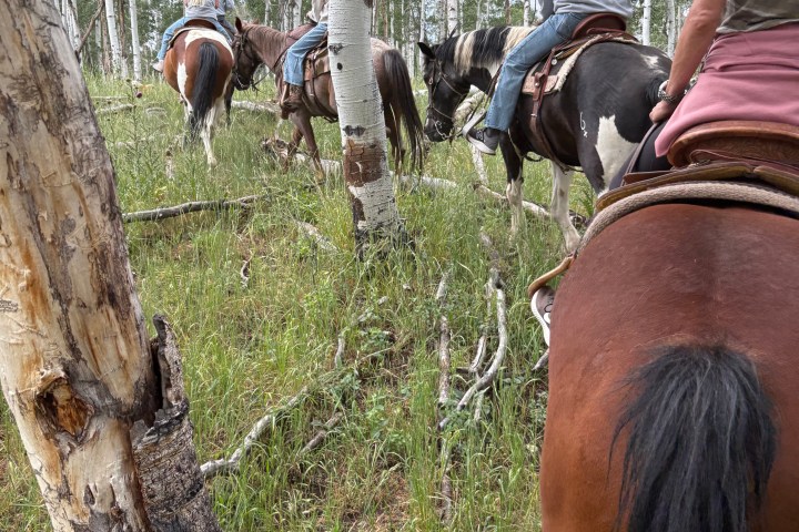 Four people on horseback riding through a forest with tall trees.