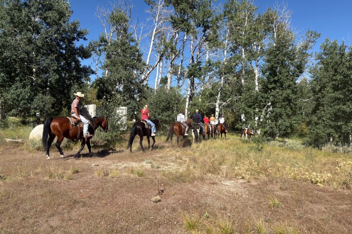 A group of people riding horses on a trail near trees under a clear blue sky.